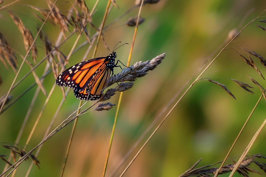 Monarch Butterfly 1 Photograph by Bill Wakeley