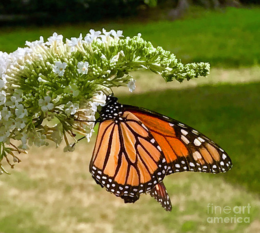 Monarch Butterfly 1 Photograph by CAC Graphics