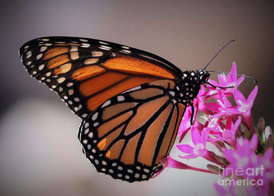 Monarch Butterfly #1 Photograph by Diann Fisher