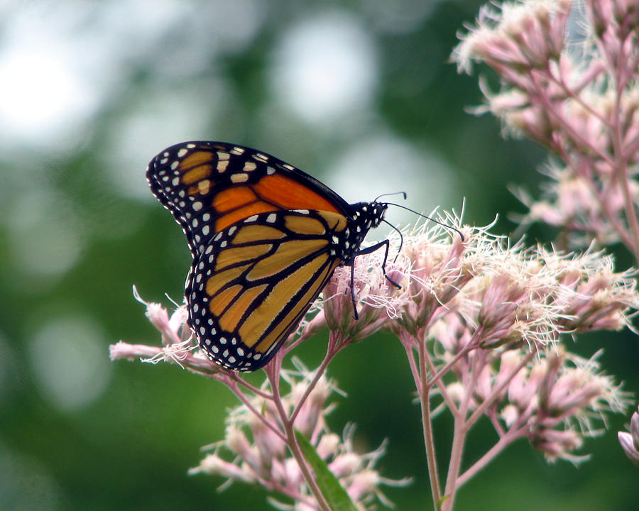 Monarch Butterfly 1 Photograph by George Jones