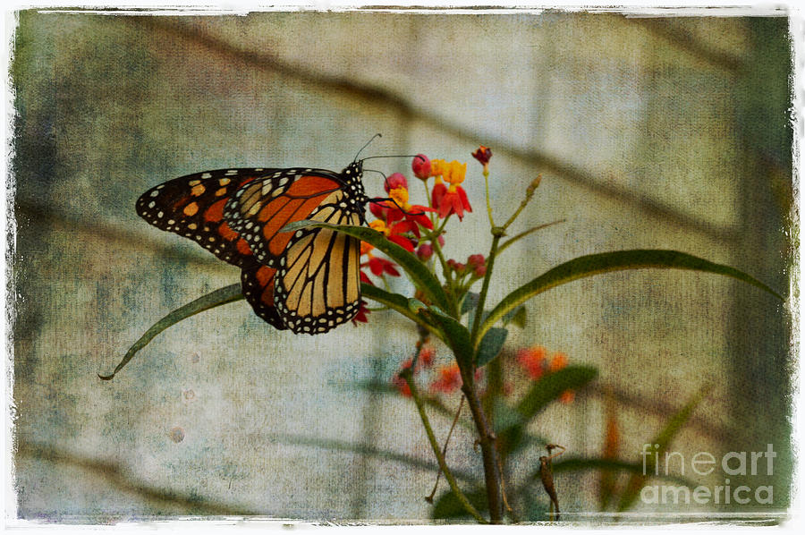 Monarch Butterfly 1 Photograph by Scott Parker