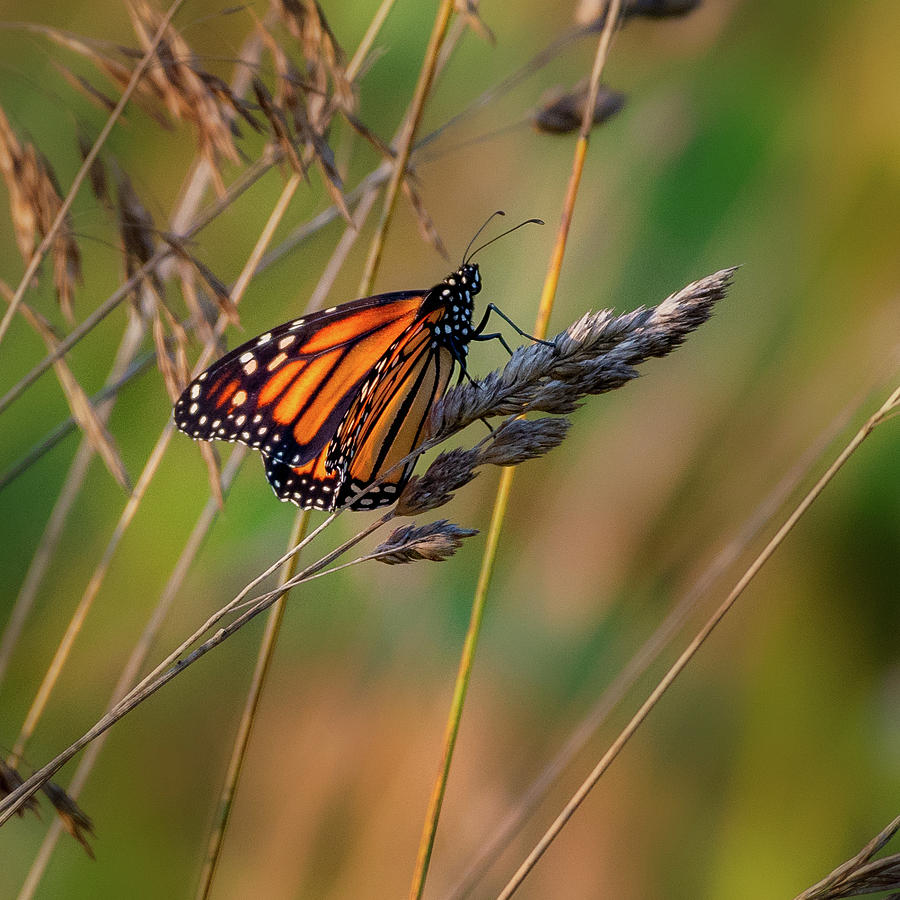 Monarch Butterfly 1 square Photograph by Bill Wakeley