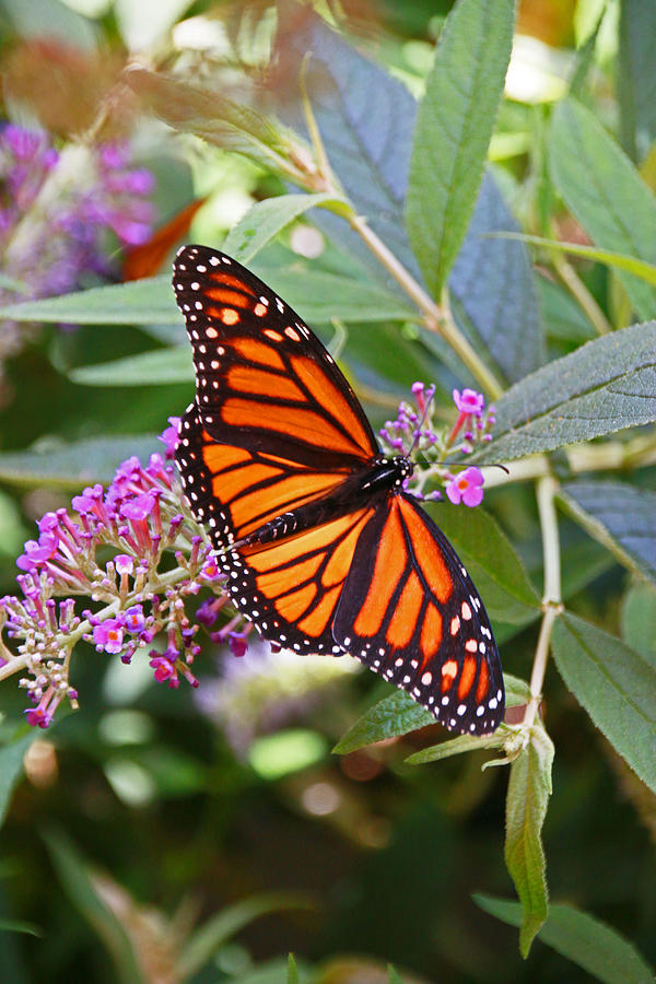 Butterfly Photograph - Monarch Butterfly 2 by Allen Beatty