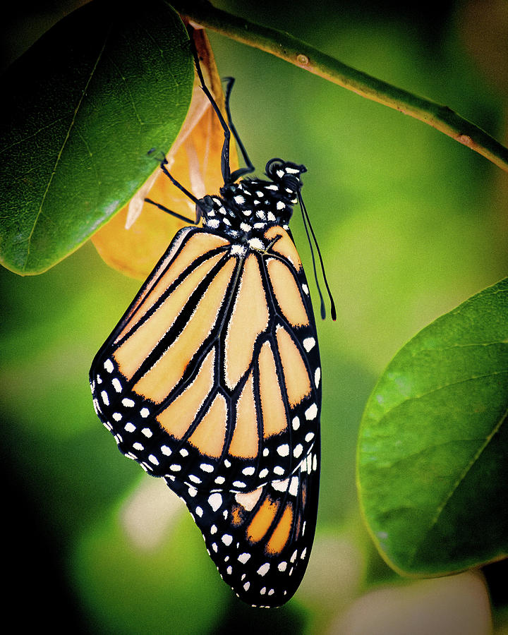 Monarch Butterfly 2 by Andrew Chianese Monarch Butterfly 2 by Andrew Chianese
