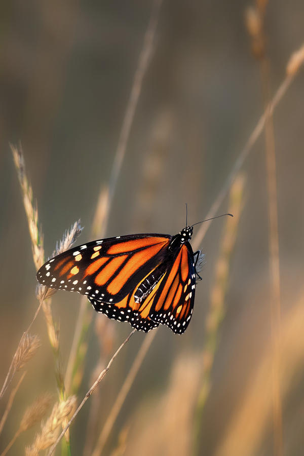 Monarch Butterfly square 2 Photograph by Bill Wakeley