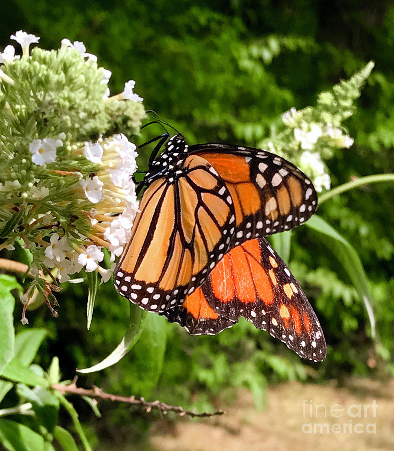 Monarch Butterfly 2 Photograph by CAC Graphics