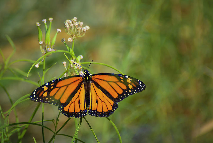 Nature Photograph - Monarch Butterfly 2 by Rick Mosher