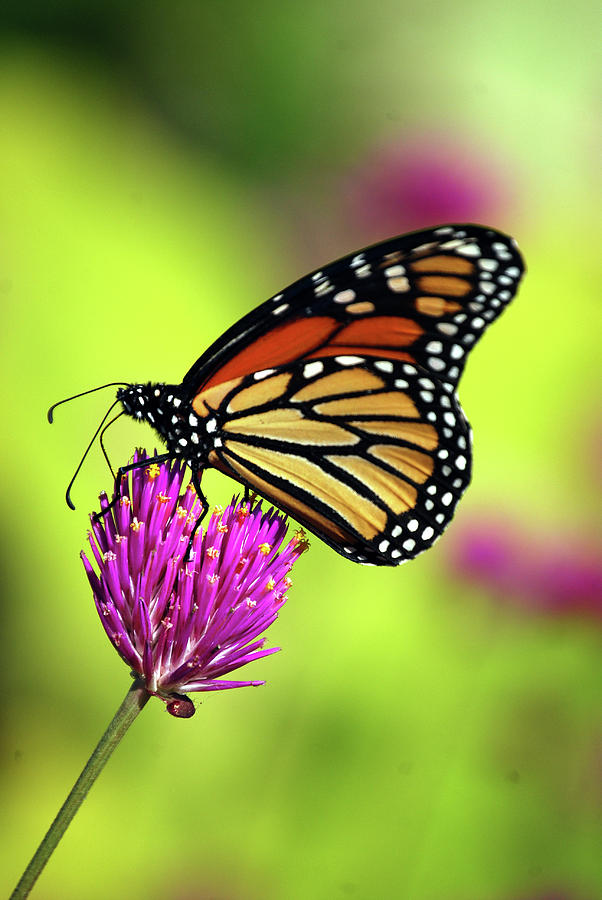 Monarch Butterfly 2 Photograph by Skip Willits