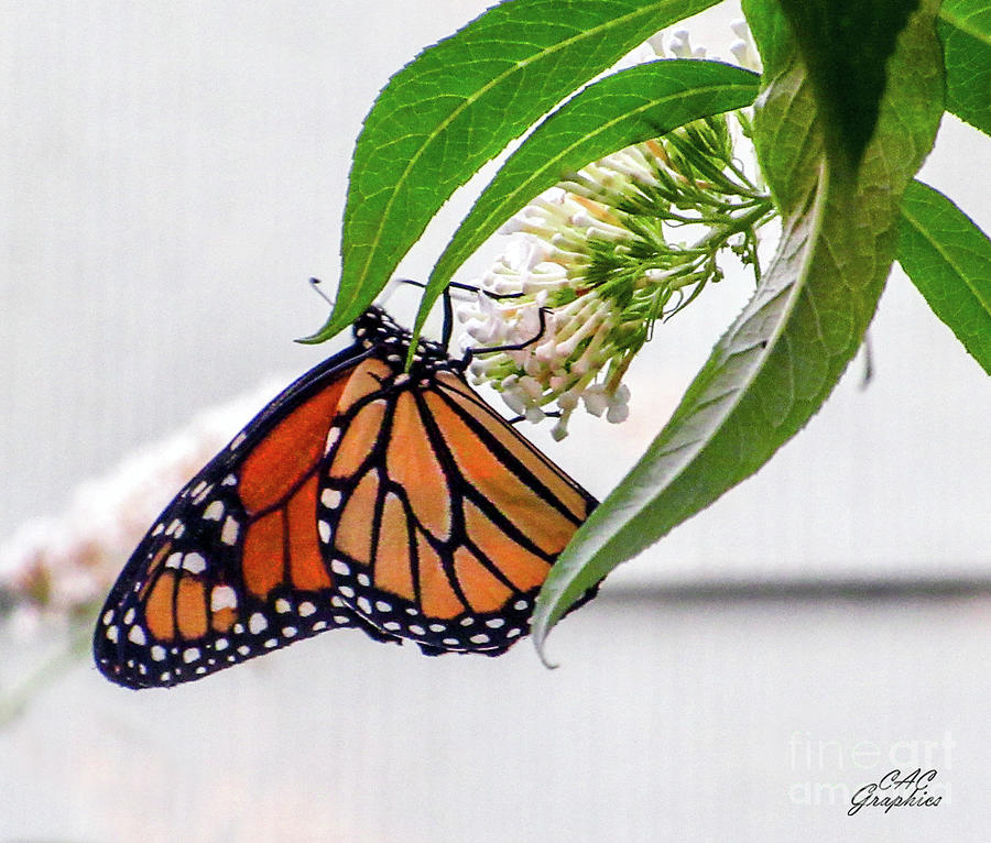 Monarch Butterfly In The Garden 3 Photograph by CAC Graphics