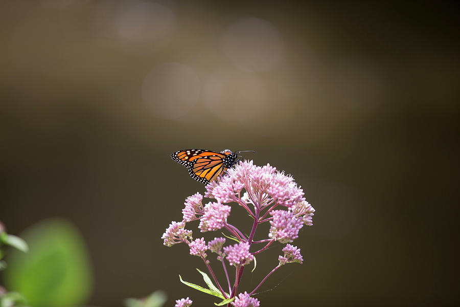 Monarch Butterfly 3 Photograph by David Stasiak