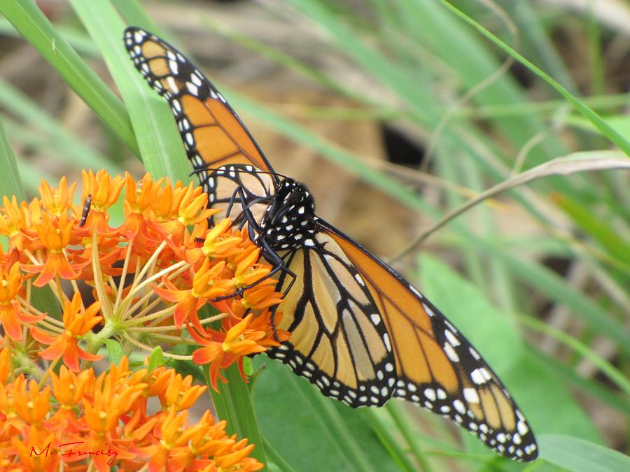 Monarch Butterfly 3049 Photograph by Maciek Froncisz