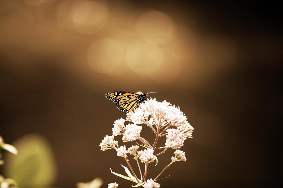 Monarch Butterfly 4 Photograph by David Stasiak