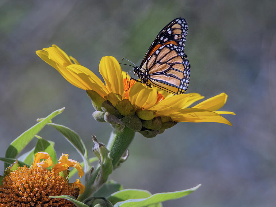 Monarch Butterfly 4414-040418-1cr Photograph by Tam Ryan