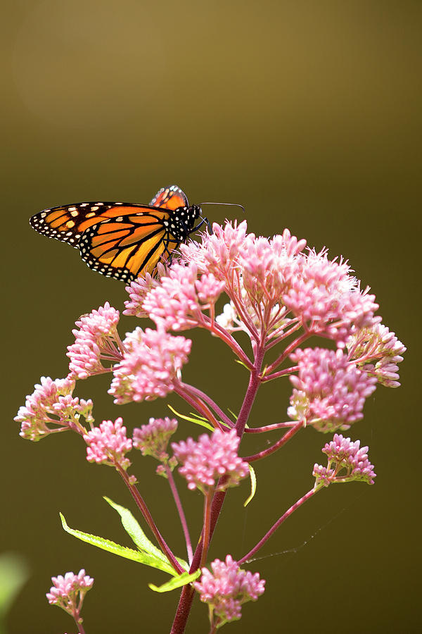 Monarch Butterfly 5 Photograph by David Stasiak - Fine Art America