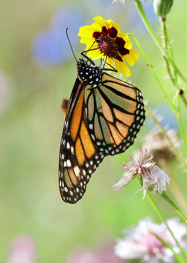 Monarch Butterfly 6655 Photograph by Michael Peychich