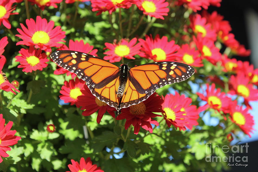 Monarch Butterfly 7 Wildlife Art Photograph by Reid Callaway