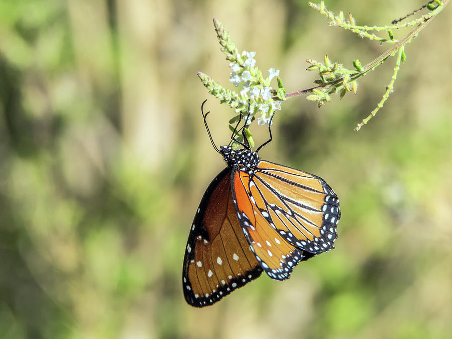 Monarch Butterfly 7504-101017-2cr Photograph by Tam Ryan