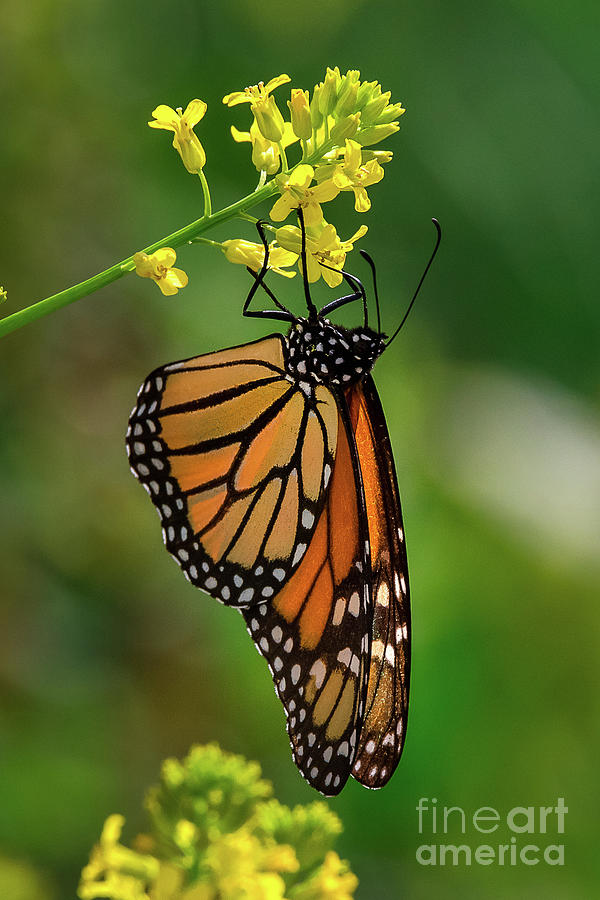 Monarch Butterfly -9139 Photograph by Norris Seward