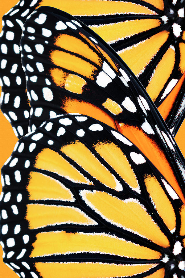 Monarch Butterfly Abstract Pattern Mixed Media by Christina Rollo