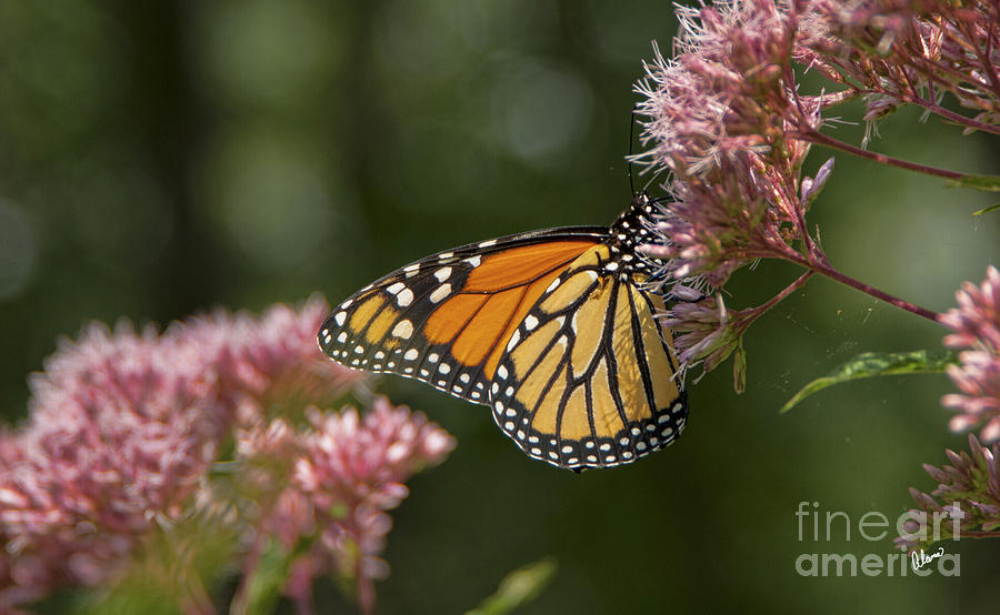 Monarch Butterfly Photograph by Alana Ranney