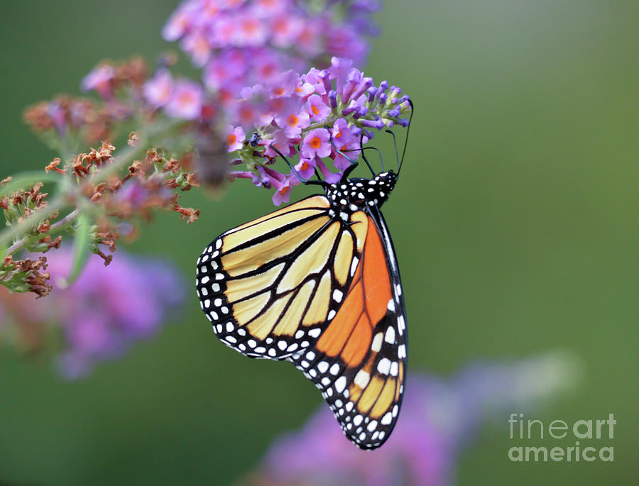 Monarch Butterfly - Amazing Wings Photograph by Kerri Farley