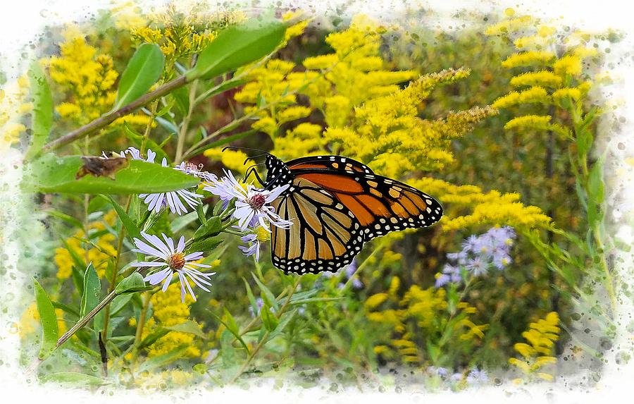 Monarch Butterfly Among Goldenrod and Asters Photograph by Joe Duket