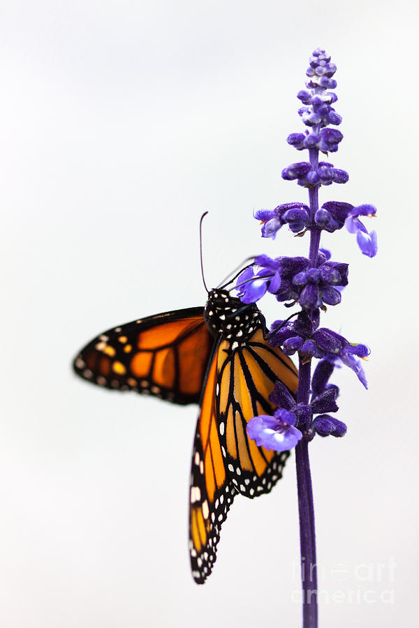 Monarch Butterfly Photograph by Ana V Ramirez