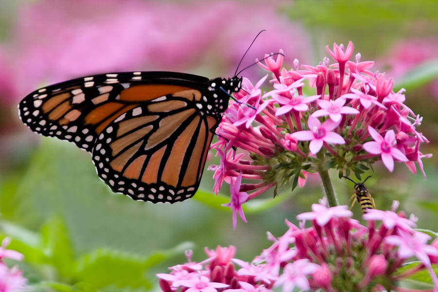 Monarch Butterfly And Bee Photograph by Kathleen Nelson