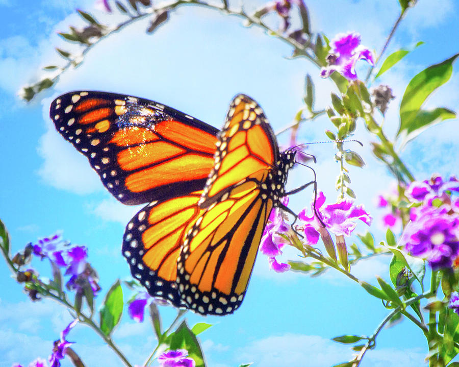Monarch Butterfly and Blue Skies Photograph by Mark Andrew Thomas