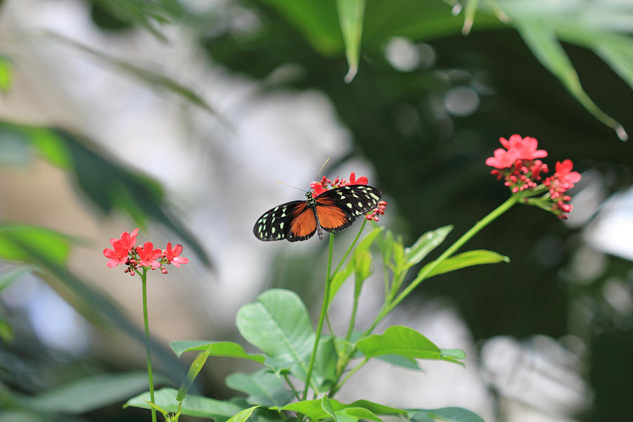 Monarch Butterfly and Botanical Art Photograph by Angela Murdock