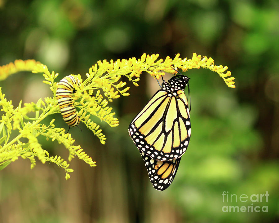 Monarch butterfly and Caterpillar on Goldenrod Flowers Photograph by Luana K Perez