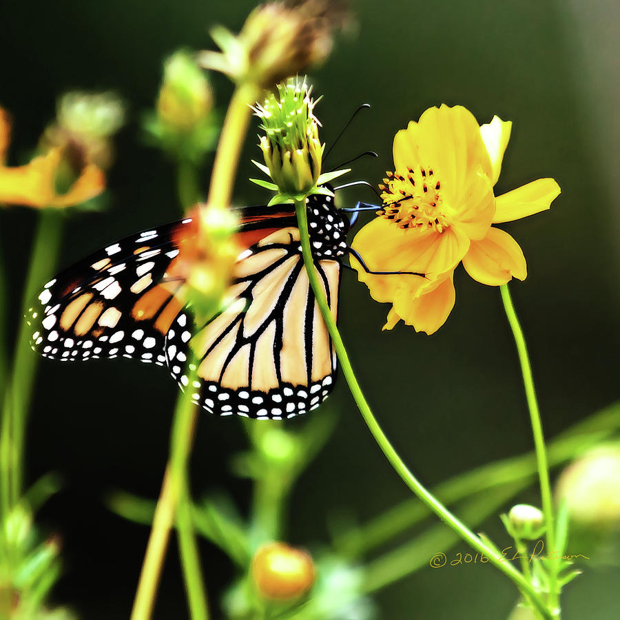 Monarch Butterfly And Flower Photograph by Ed Peterson