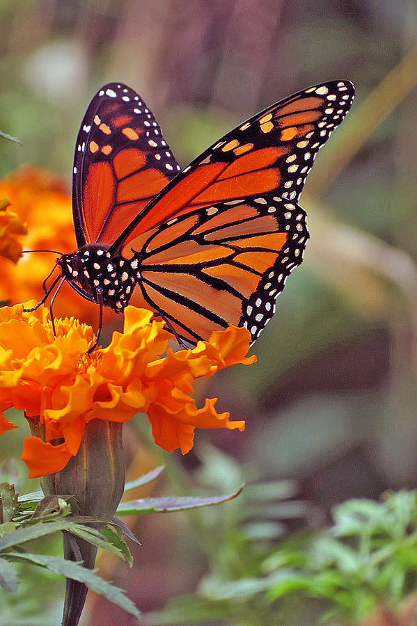 monarch butterflies on flowers