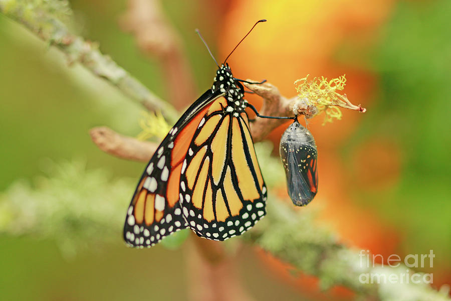 Monarch Butterfly and Monarch Chrysalis Photograph by Luana K Perez