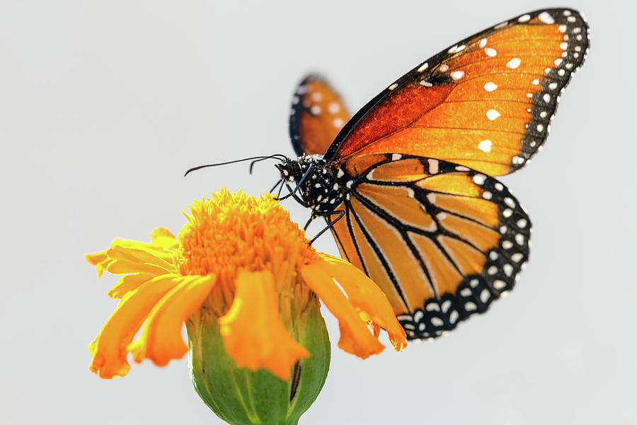 Monarch Butterfly and Orange Flower Photograph by SR Green