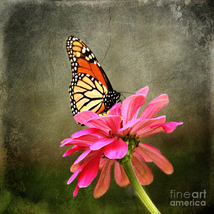 Monarch Butterfly and Pink Zinnia Photograph by Judy Palkimas