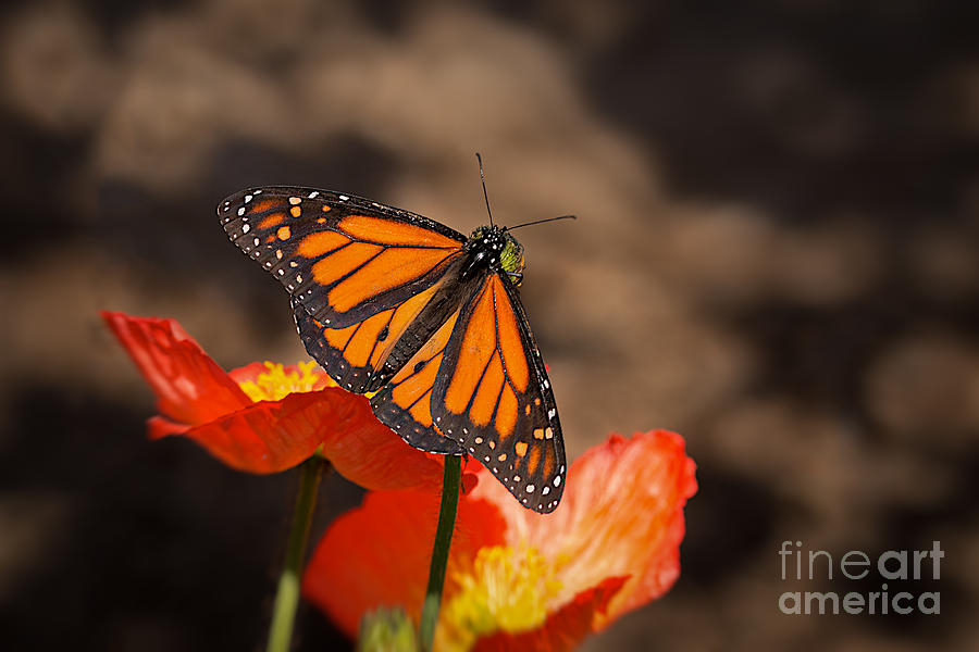 Monarch Butterfly and Poppies Photograph by Ana V Ramirez