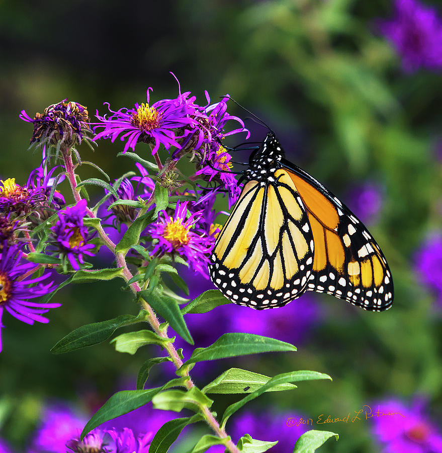 Monarch Butterfly And Purple Flower Photograph by Ed Peterson