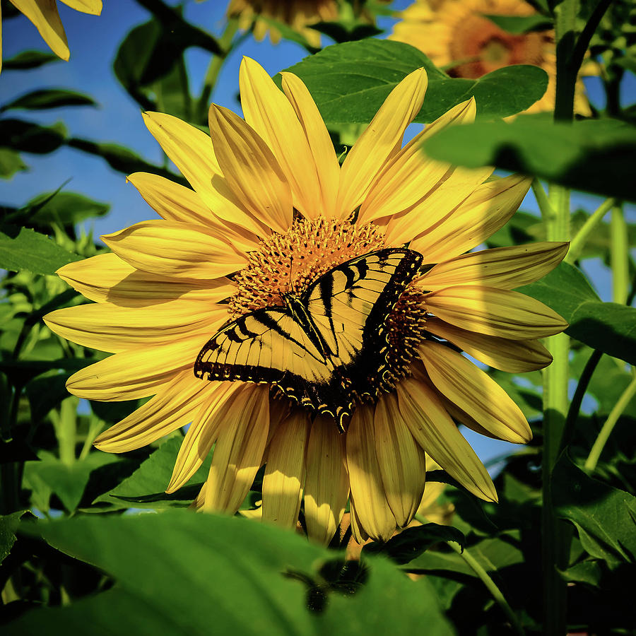 Male Eastern tiger swallowtail - Papilio glaucus and Sunflower Photograph by Louis Dallara