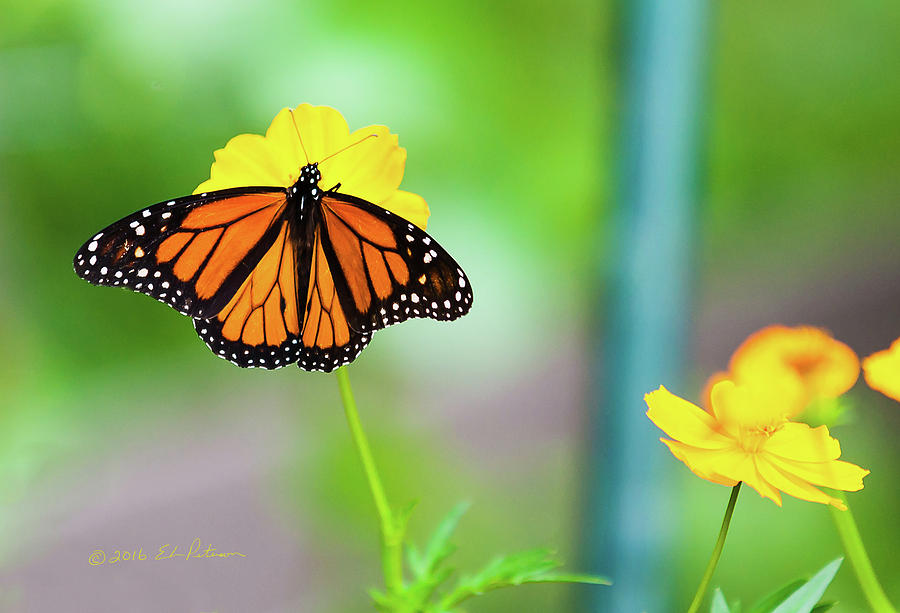 Monarch Butterfly And Yellow Flowers Photograph by Ed Peterson