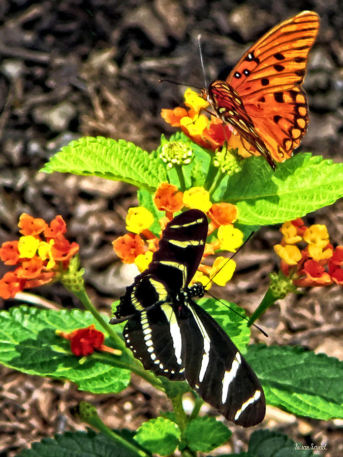 Butterfly Photograph - Monarch Butterfly and Zebra Butterfly by Susan Savad