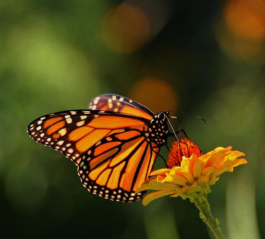 Monarch Butterfly and Zinnias Photograph by Chris Berry - Fine Art America