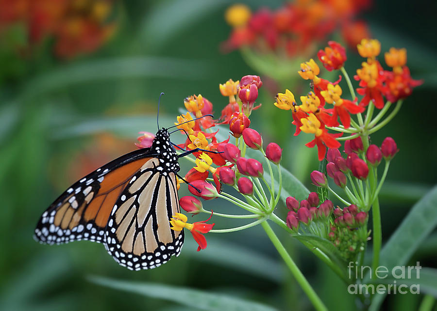 Monarch Butterfly Photograph by Ann Jacobson