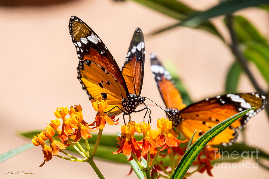 Monarch butterfly Photograph by Arik Baltinester