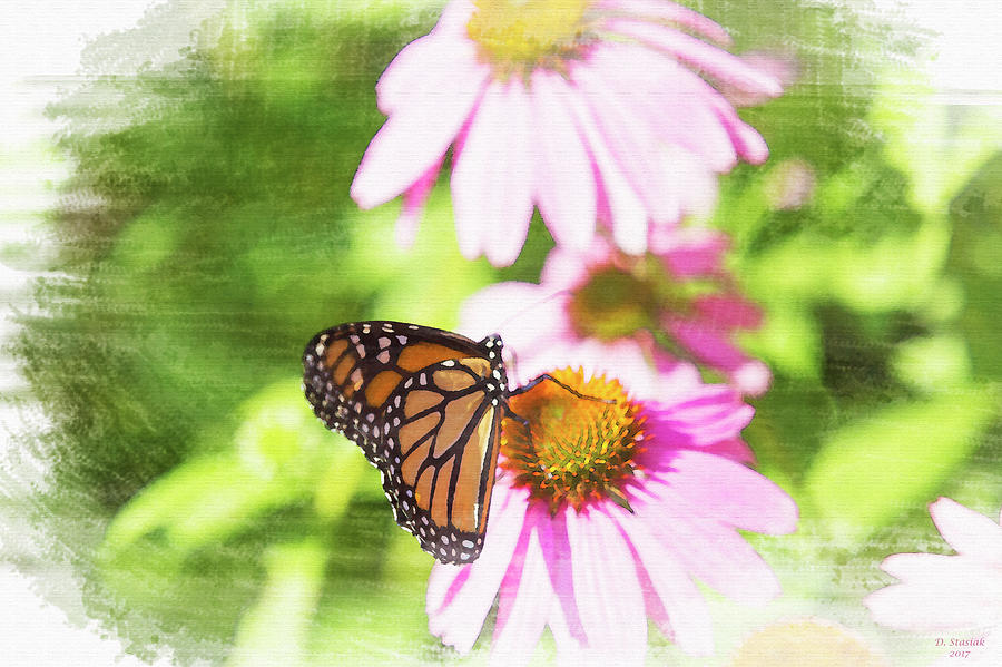 Monarch Butterfly Art Digital Art by David Stasiak