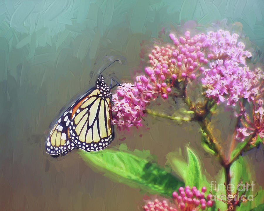 Monarch Butterfly Art Photograph by Kerri Farley