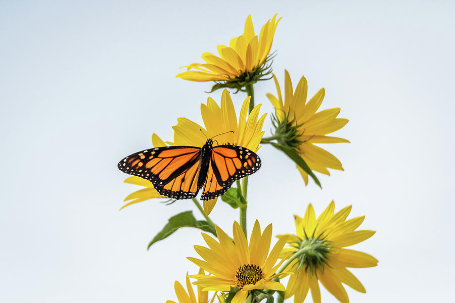 Monarch Butterfly Backlit with yellow flowers Photograph by Gary E Snyder