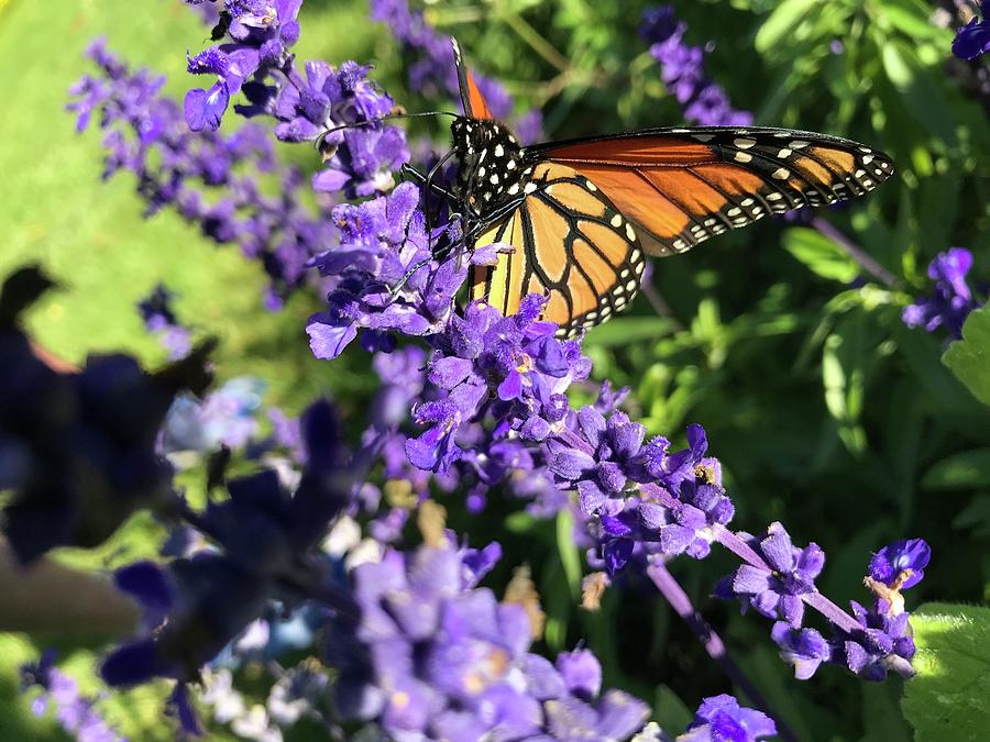 Monarch Butterfly Beauty Photograph by Jason Nicholas