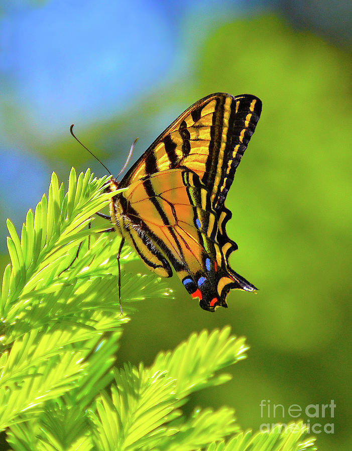 Monarch Butterfly Beauty Photograph By Michelle Zearfoss Fine Art America 