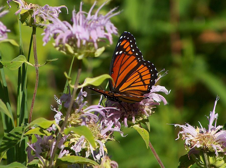 Monarch Butterfly Photograph by Belinda Cox